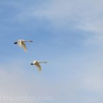 青空を飛ぶ２羽の白鳥