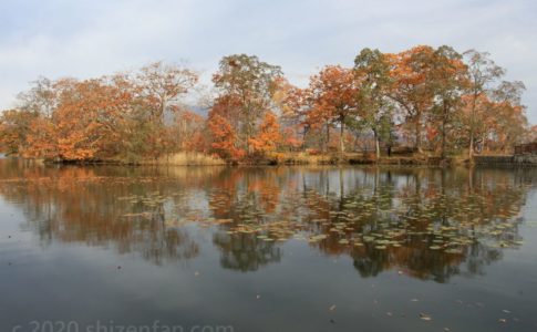 晩秋の大沼国定公園 紅葉した木々と木々を映した湖面